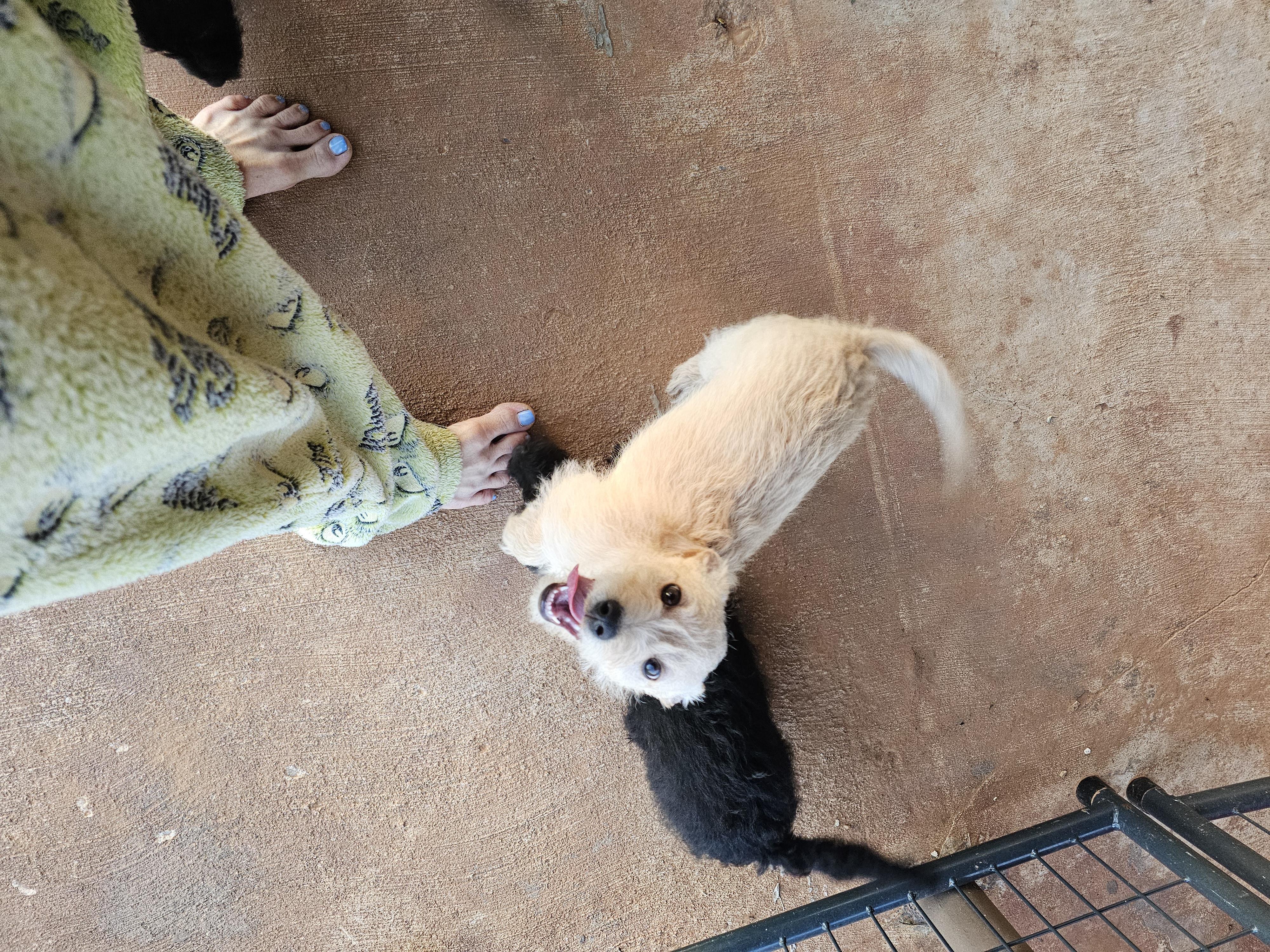 Elmore, a ADOPTABLE mixed breed in Clovis, NM image 2/3