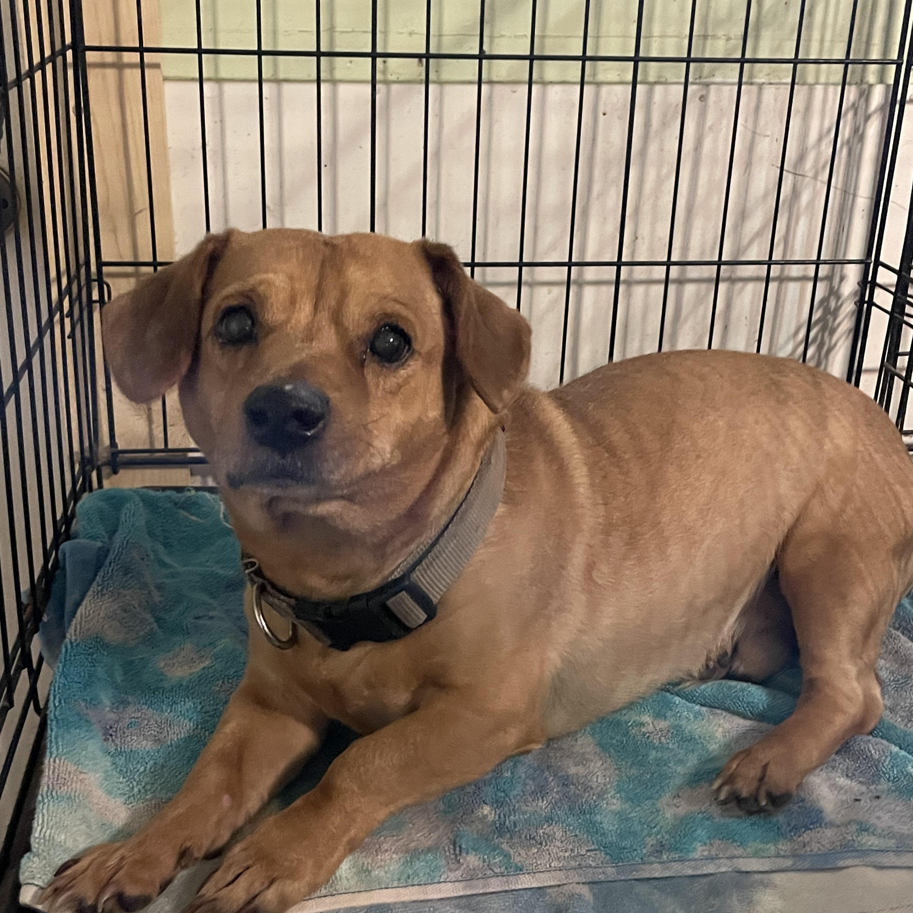 Sammi, Adopted, Adult Male Dachshund.