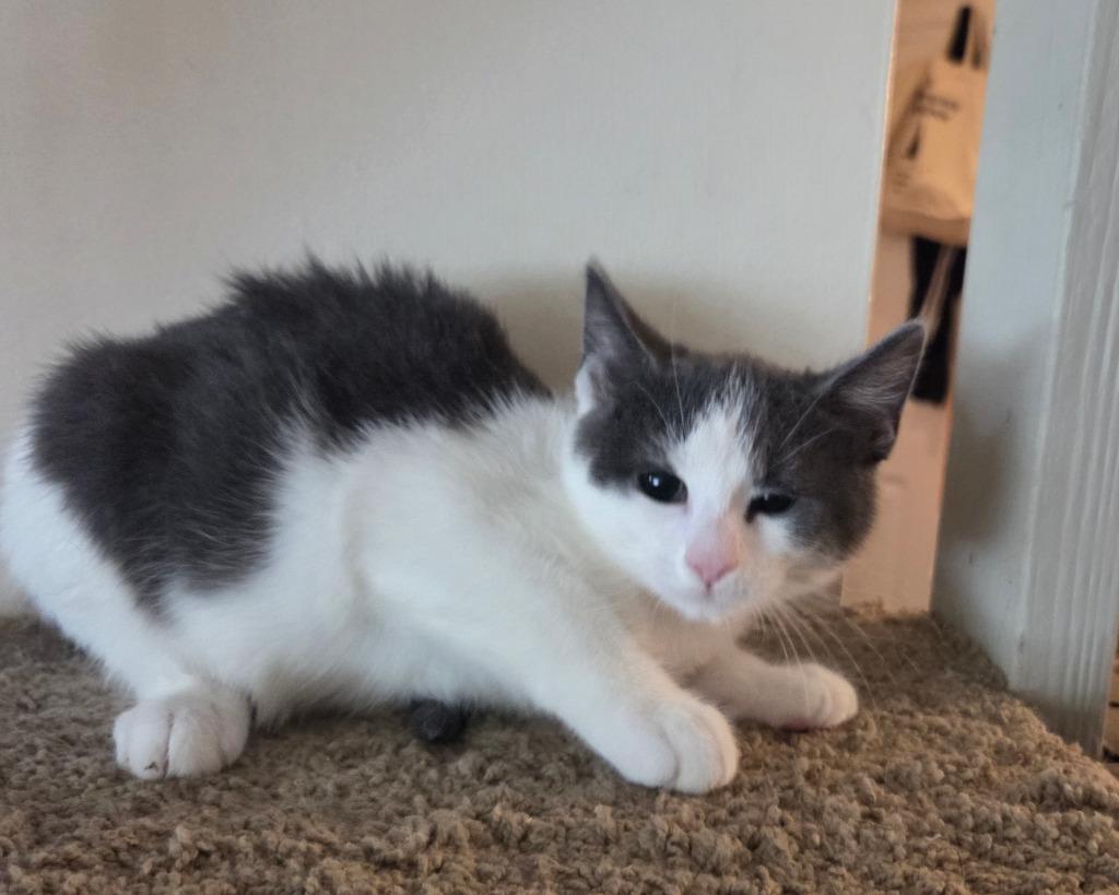 Ricky Ricardo, Adoptable, Young Male Domestic Short Hair.