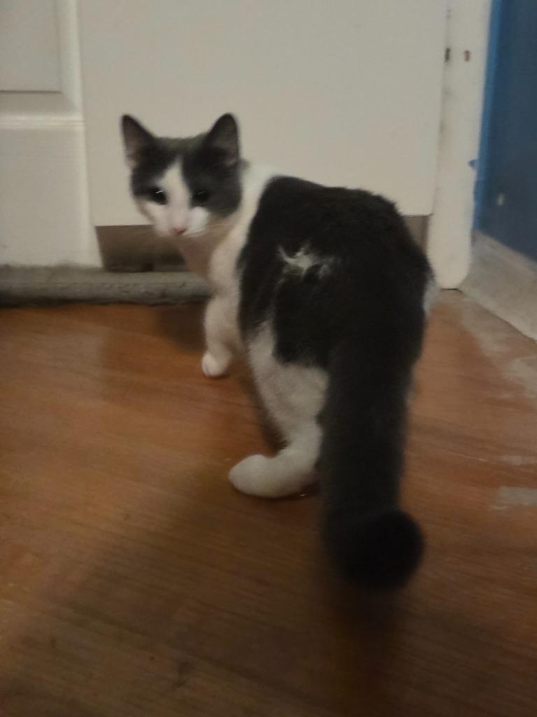 Enlarge Ricky Ricardo, a Adoptable mixed breed in Parkville, MD image 2/2