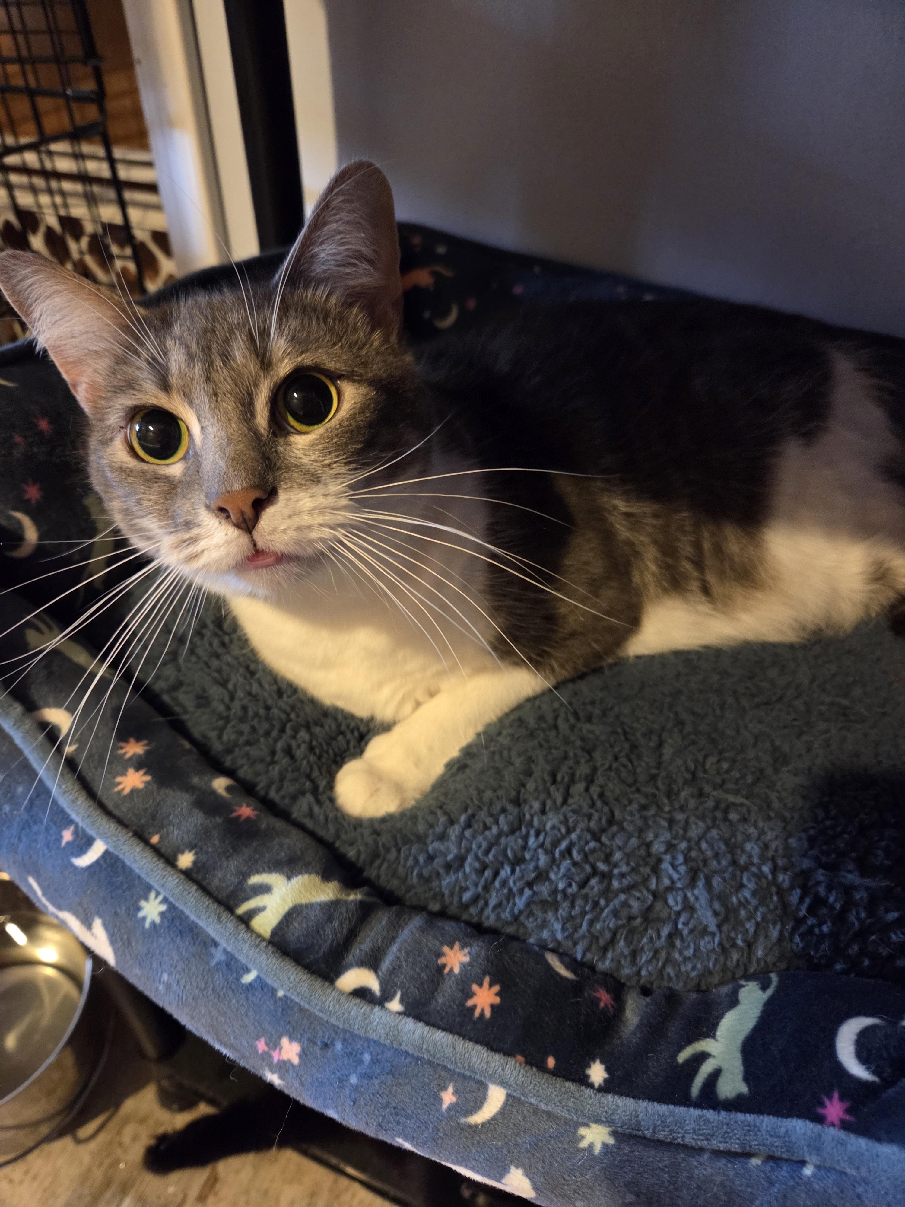 Heather, an adopted Domestic Short Hair in Charleston, WV image 5/6