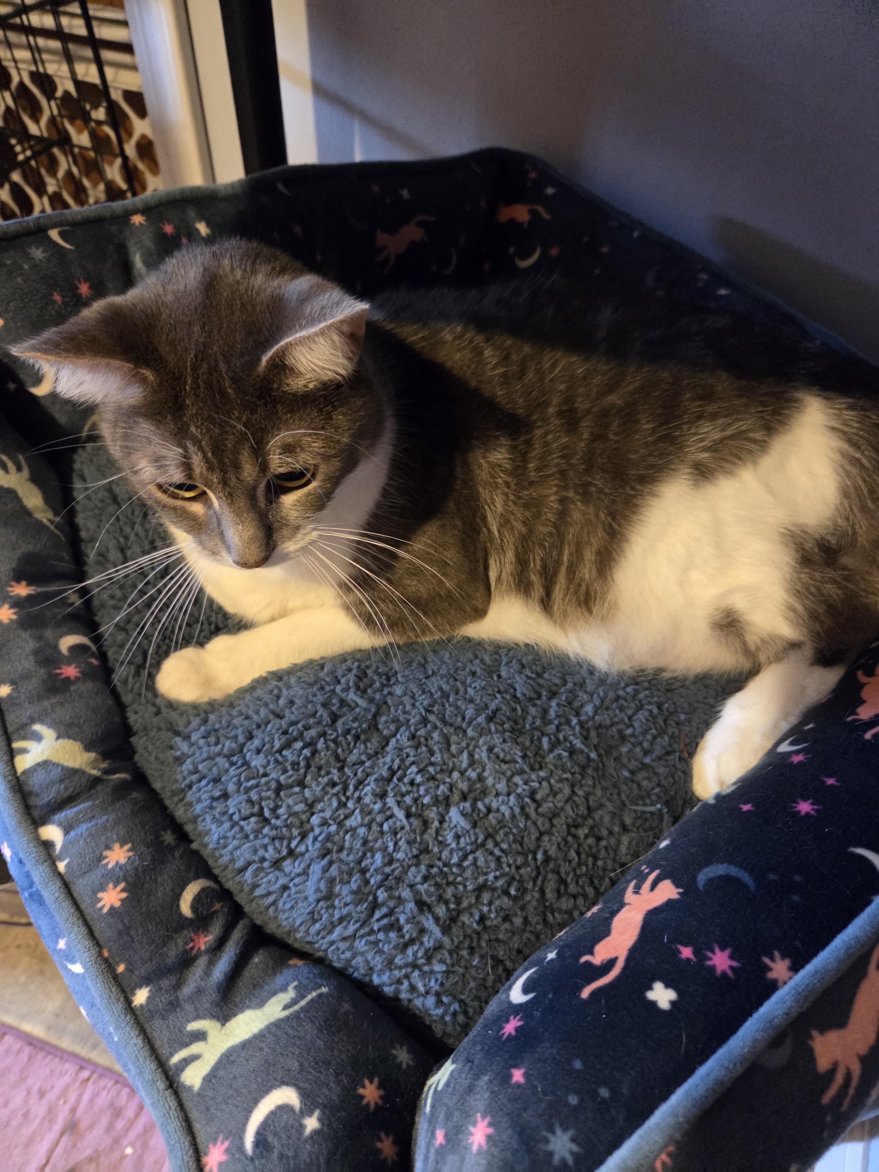 Heather, an adopted Domestic Short Hair in Charleston, WV image 2/6