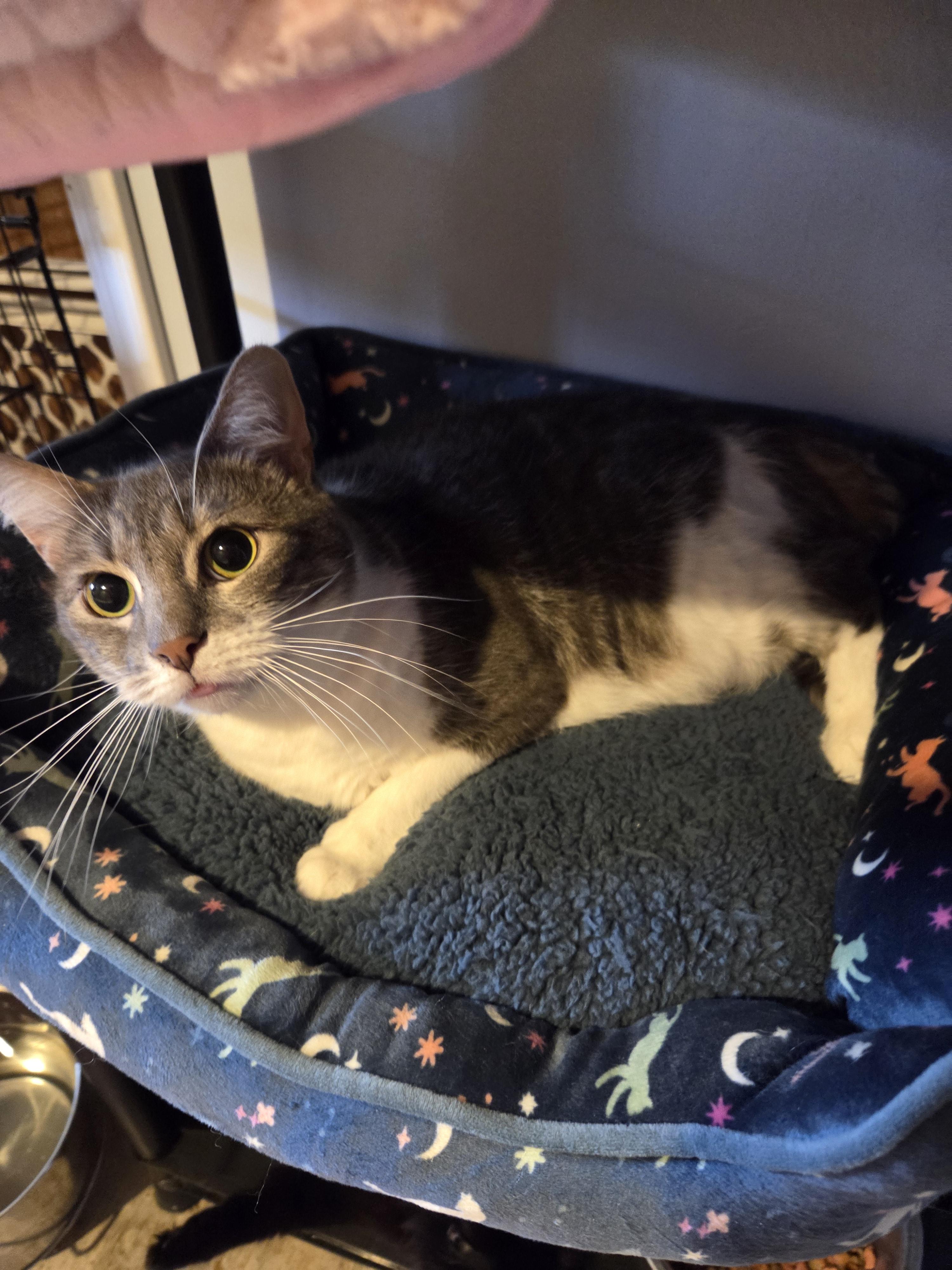 Heather, an adopted Domestic Short Hair in Charleston, WV image 4/6