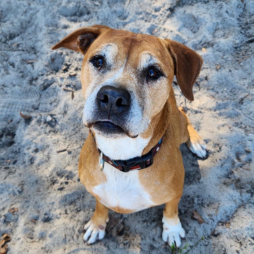 Skipper, a Adoptable mixed breed in Gainesville, FL image 2/6
