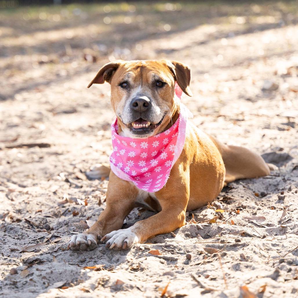 Skipper, a Adoptable mixed breed in Gainesville, FL image 3/6