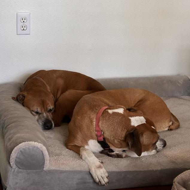 Skipper, a Adoptable mixed breed in Gainesville, FL image 4/6