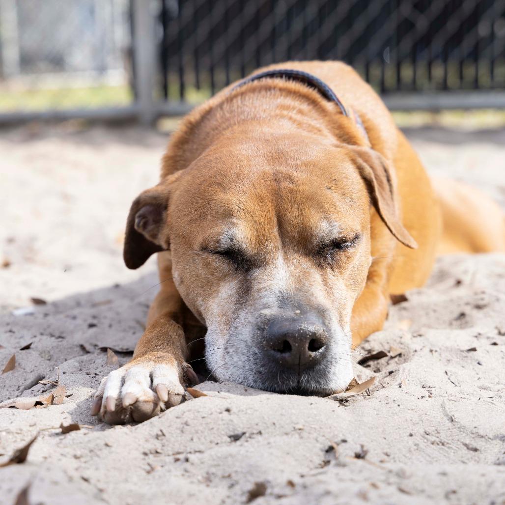 Skipper, a Adoptable mixed breed in Gainesville, FL image 5/6