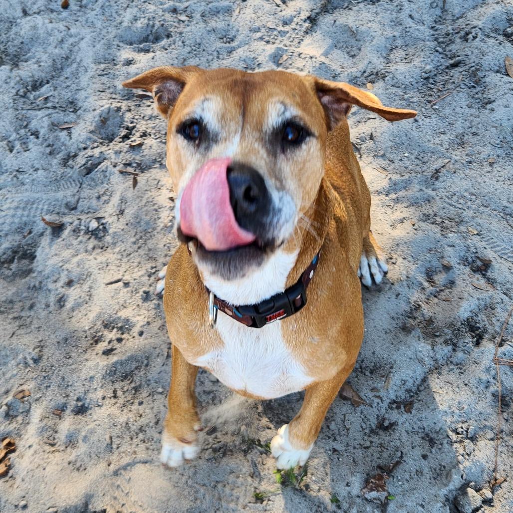 Skipper, a Adoptable mixed breed in Gainesville, FL image 5/6