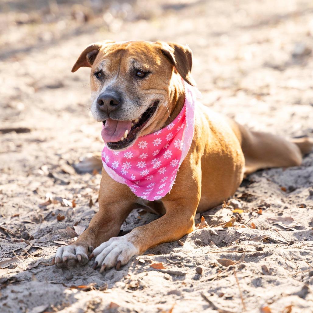 Skipper, a Adoptable mixed breed in Gainesville, FL image 6/6