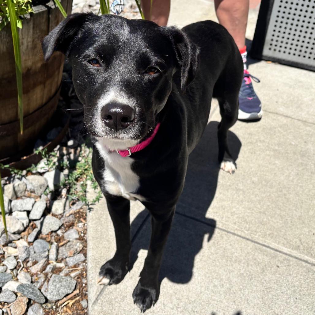 Olive, Adoptable, Young Female Black Labrador Retriever & Mixed Breed.