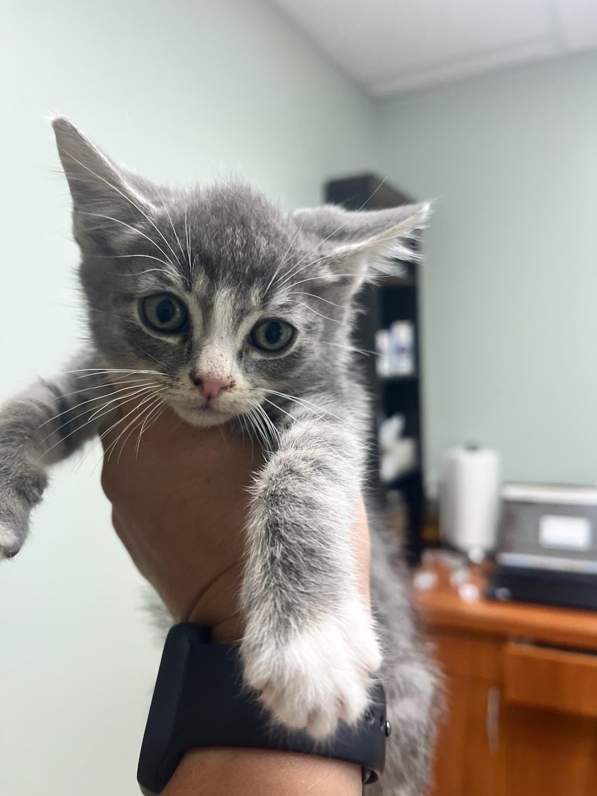Bean, an adoptable Domestic Short Hair in wetaskiwin, AB, t9a 2j4 | Photo Image 1