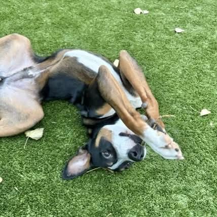 Enlarge Finn, a Adoptable mixed breed in Boulder, CO image 4/6