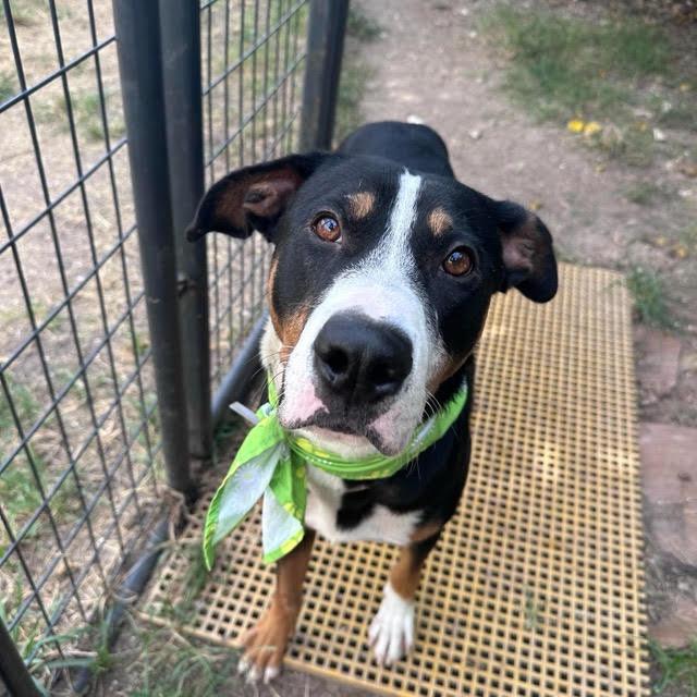 Finn, Adoptable, Young Male Greater Swiss Mountain Dog & Bernese Mountain Dog.