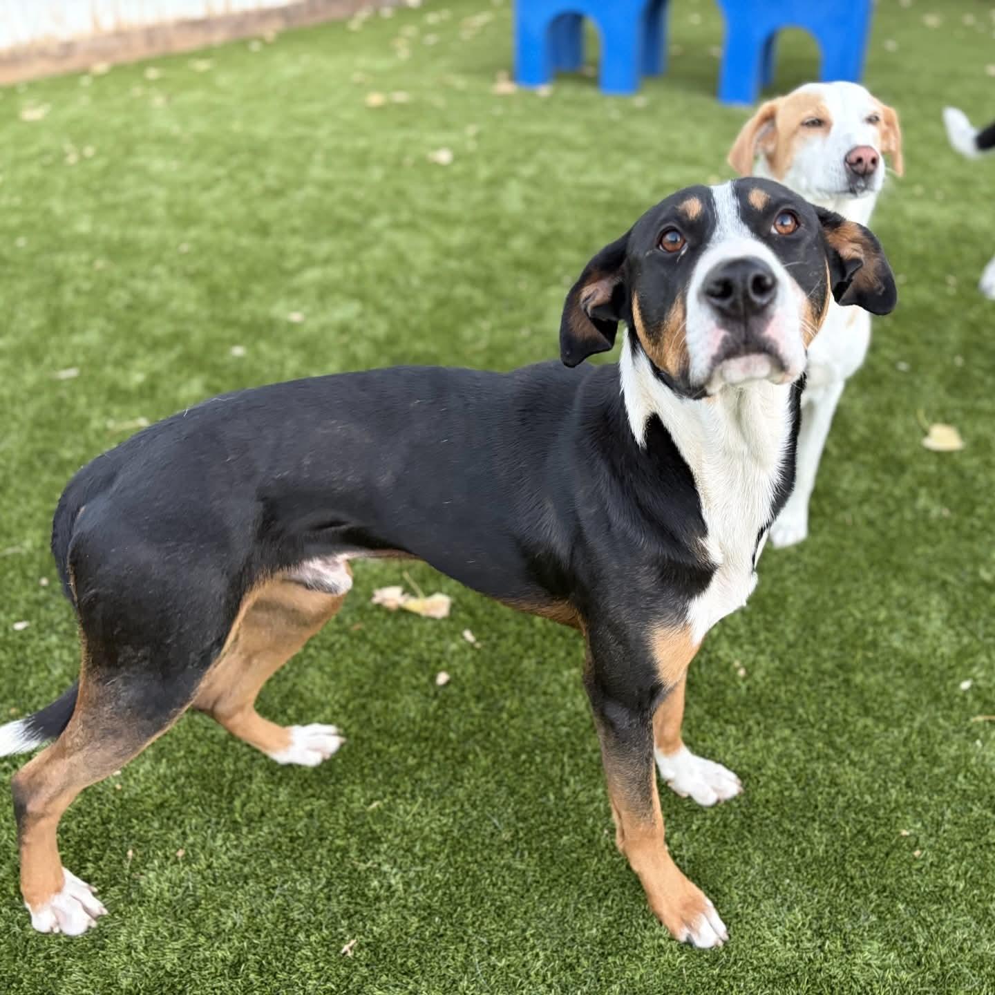 Enlarge Finn, a Adoptable mixed breed in Boulder, CO image 5/6