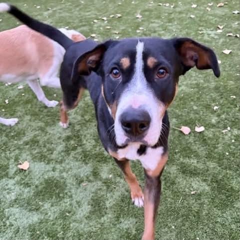 Enlarge Finn, a Adoptable mixed breed in Boulder, CO image 6/6