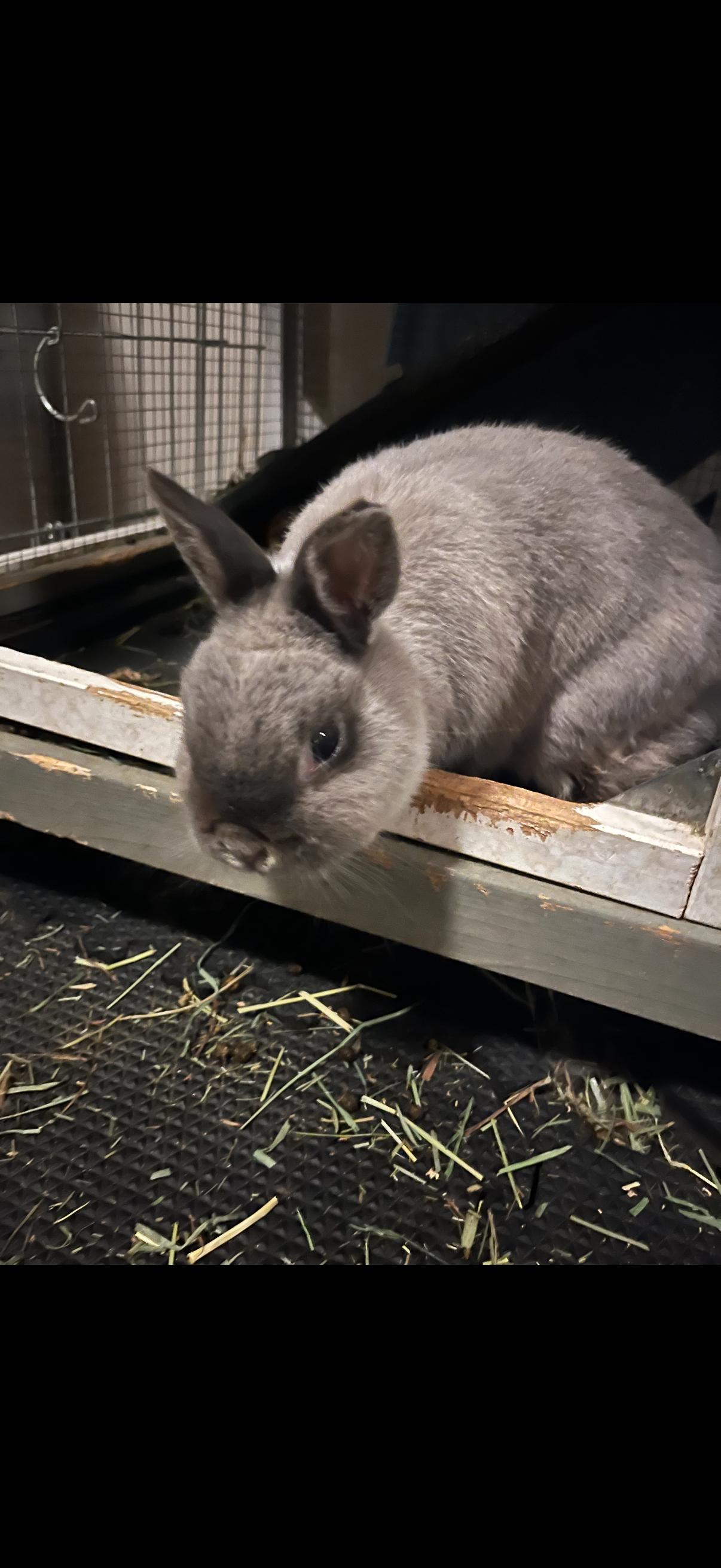 Hedwig and Toothless, Senior Female Netherland Dwarf