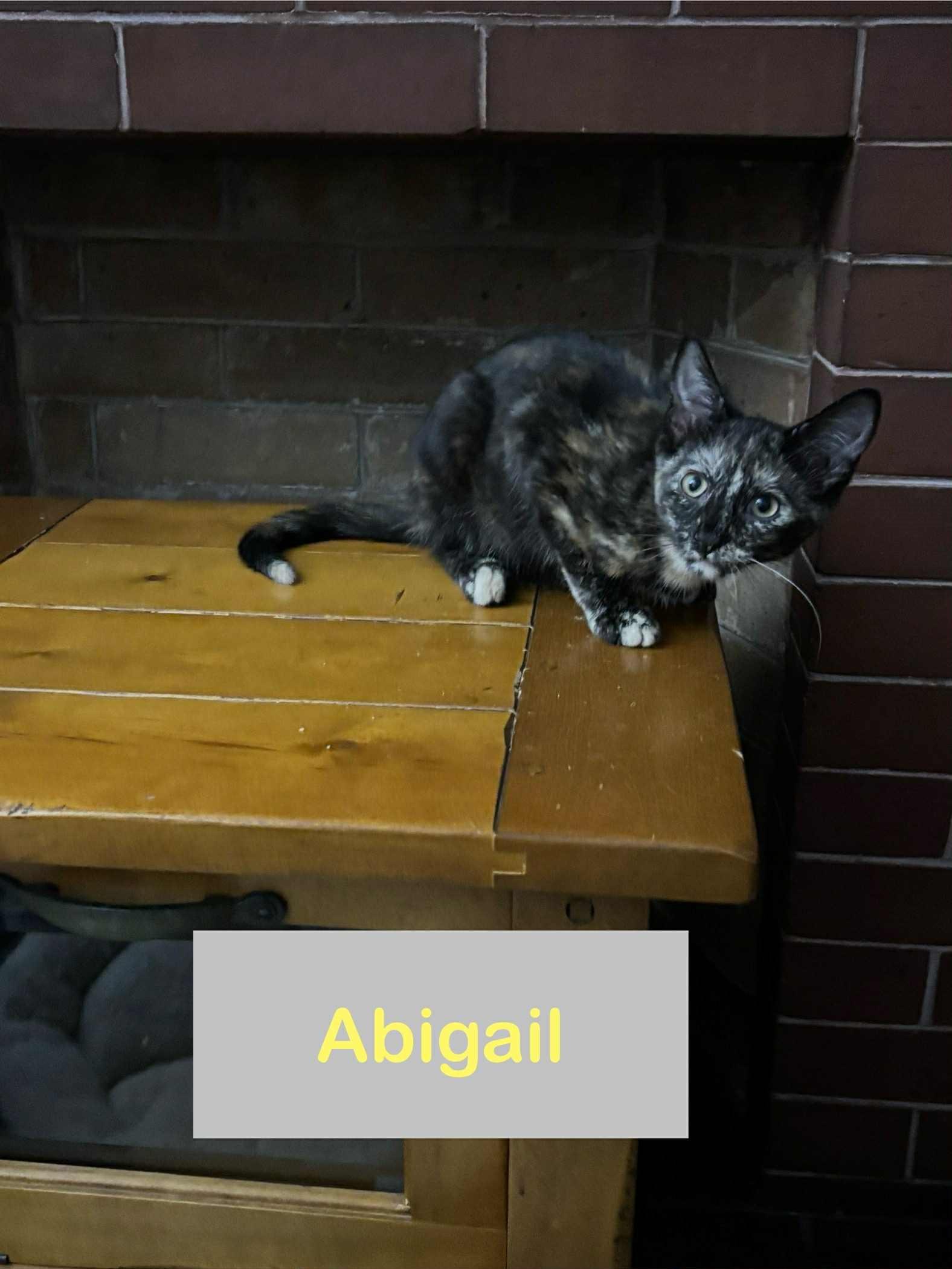 Abigail of The Fantastic Four!!!, Adoptable, Young Female Domestic Short Hair.