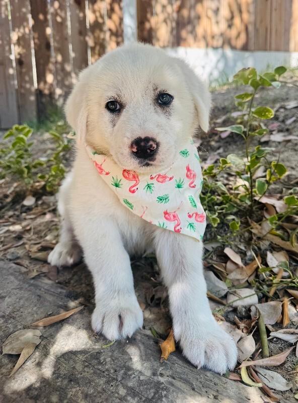 Enlarge Fuji, a Adoptable Great Pyrenees in Valley Village, CA image 1/3