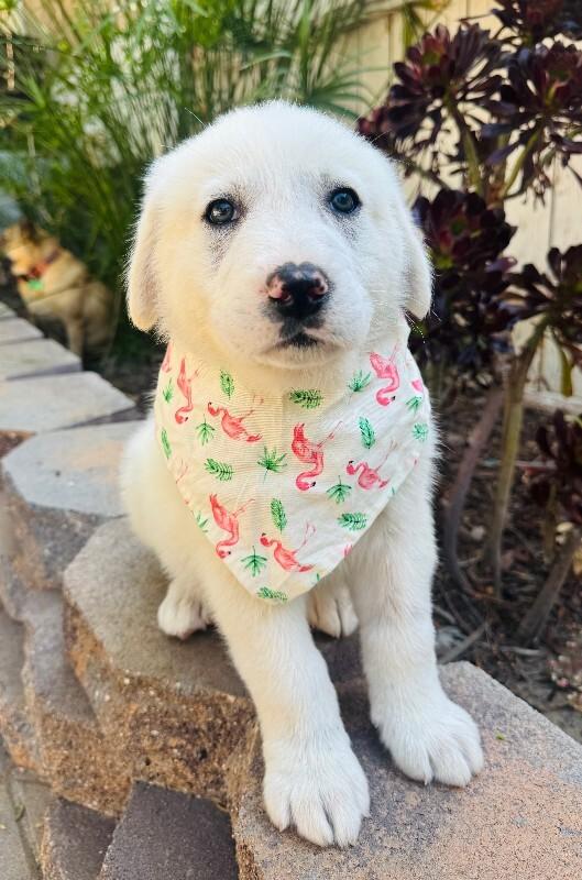 Enlarge Fuji, a Adoptable Great Pyrenees in Valley Village, CA image 2/3