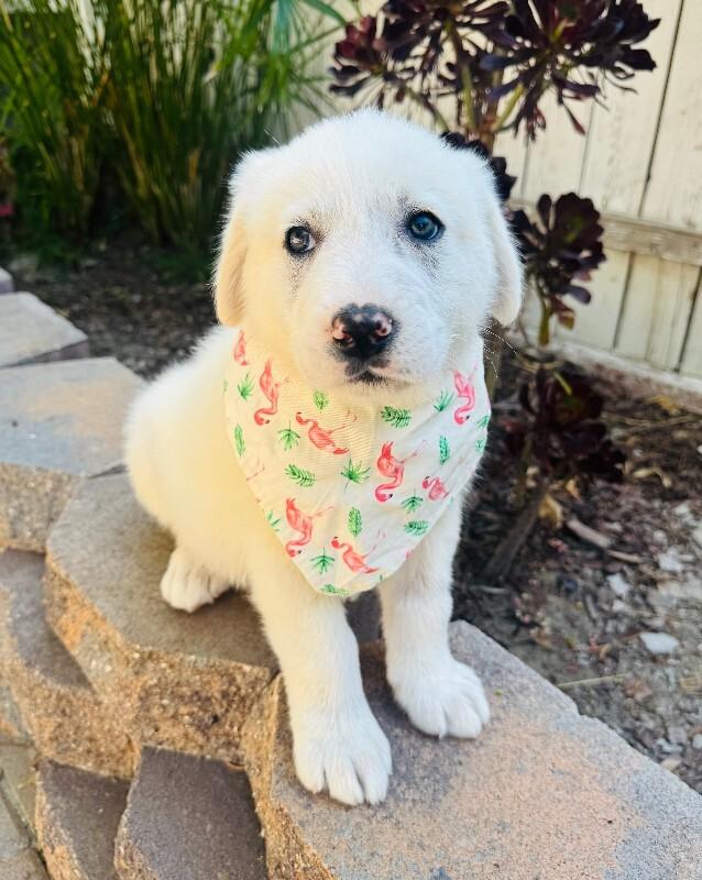 Enlarge Fuji, a Adoptable Great Pyrenees in Valley Village, CA image 3/3