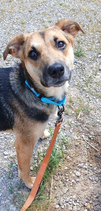 Enlarge SADIE, a Adopted Shepherd in Pegram, TN image 4/6