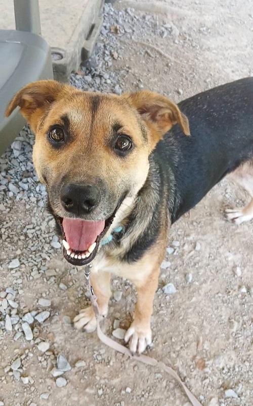 Enlarge SADIE, a Adopted Shepherd in Pegram, TN image 2/6