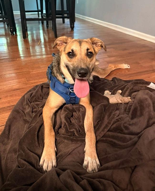 SADIE, Adopted, Adult Female Shepherd.