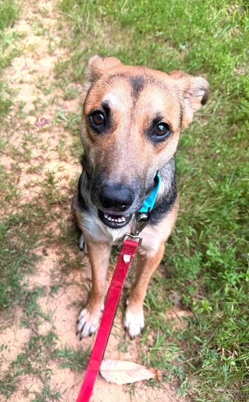 Enlarge SADIE, a Adopted Shepherd in Pegram, TN image 5/6