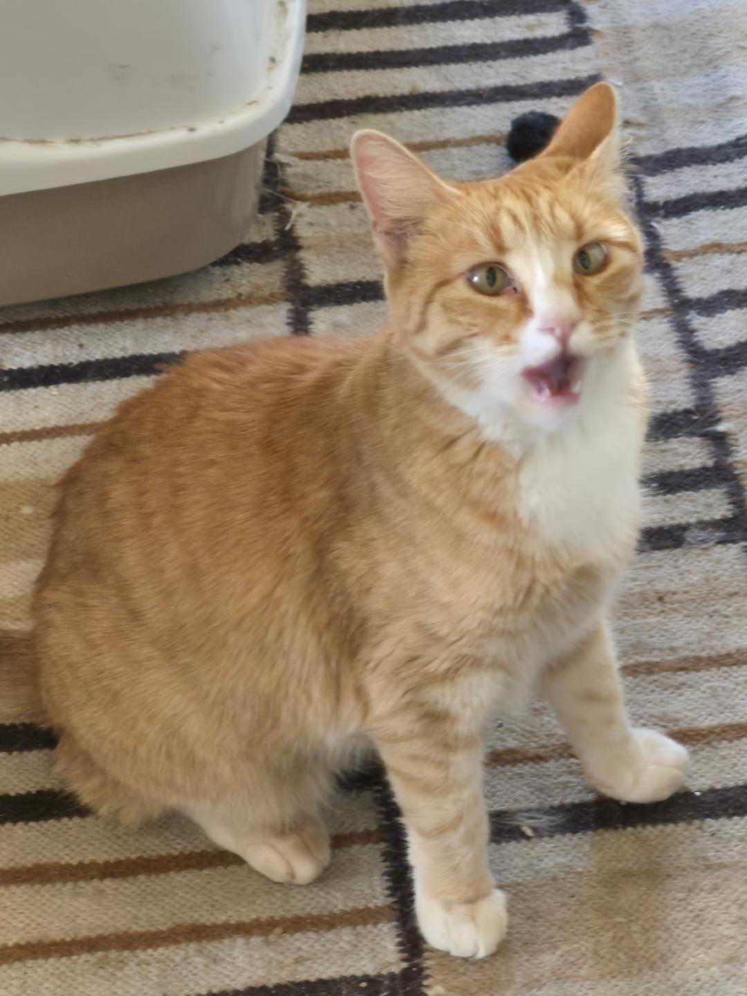 Enlarge Yellow, a Adoptable mixed breed in San Andreas, CA image 1/1