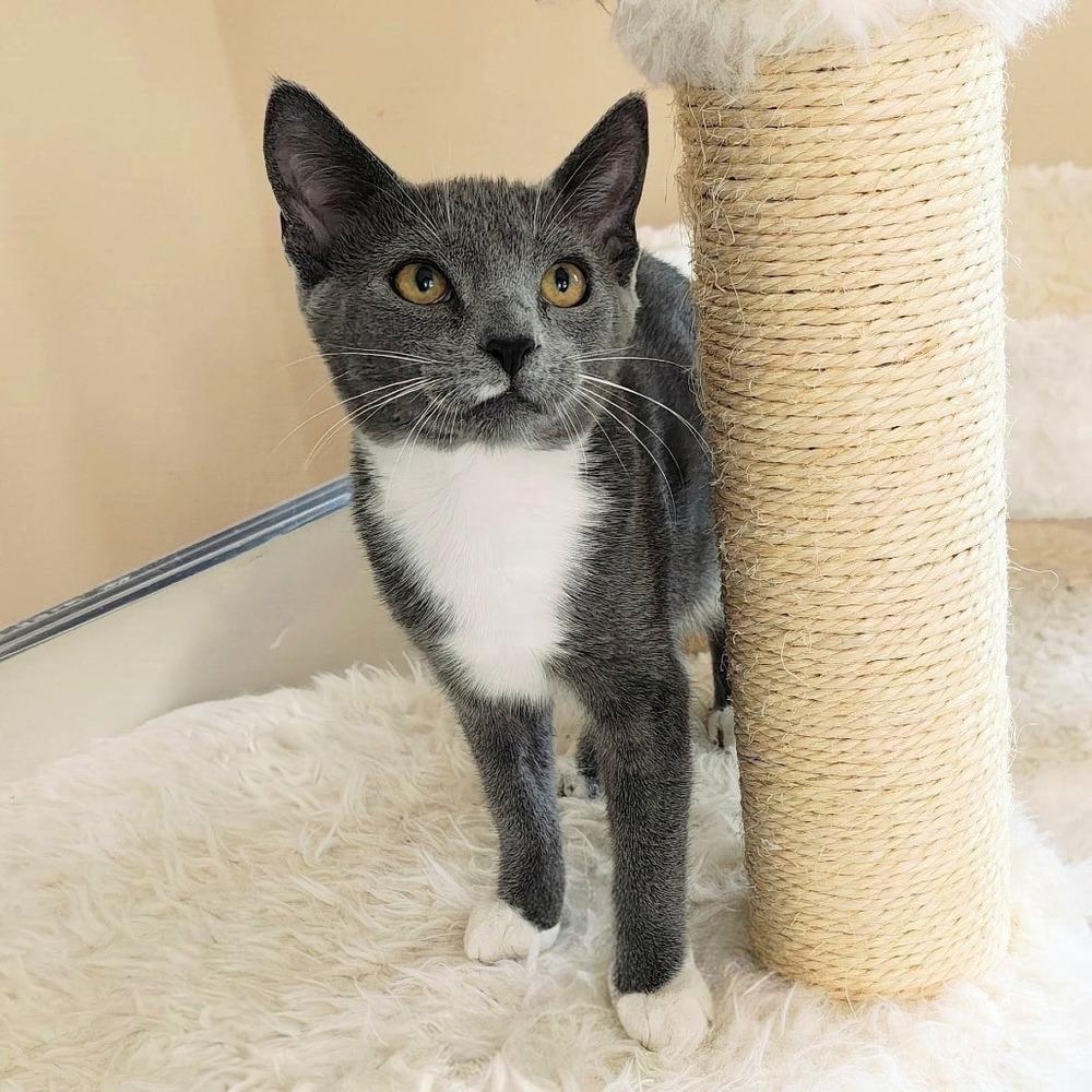 Na'vi, Adopted, Kitten Female Domestic Short Hair.
