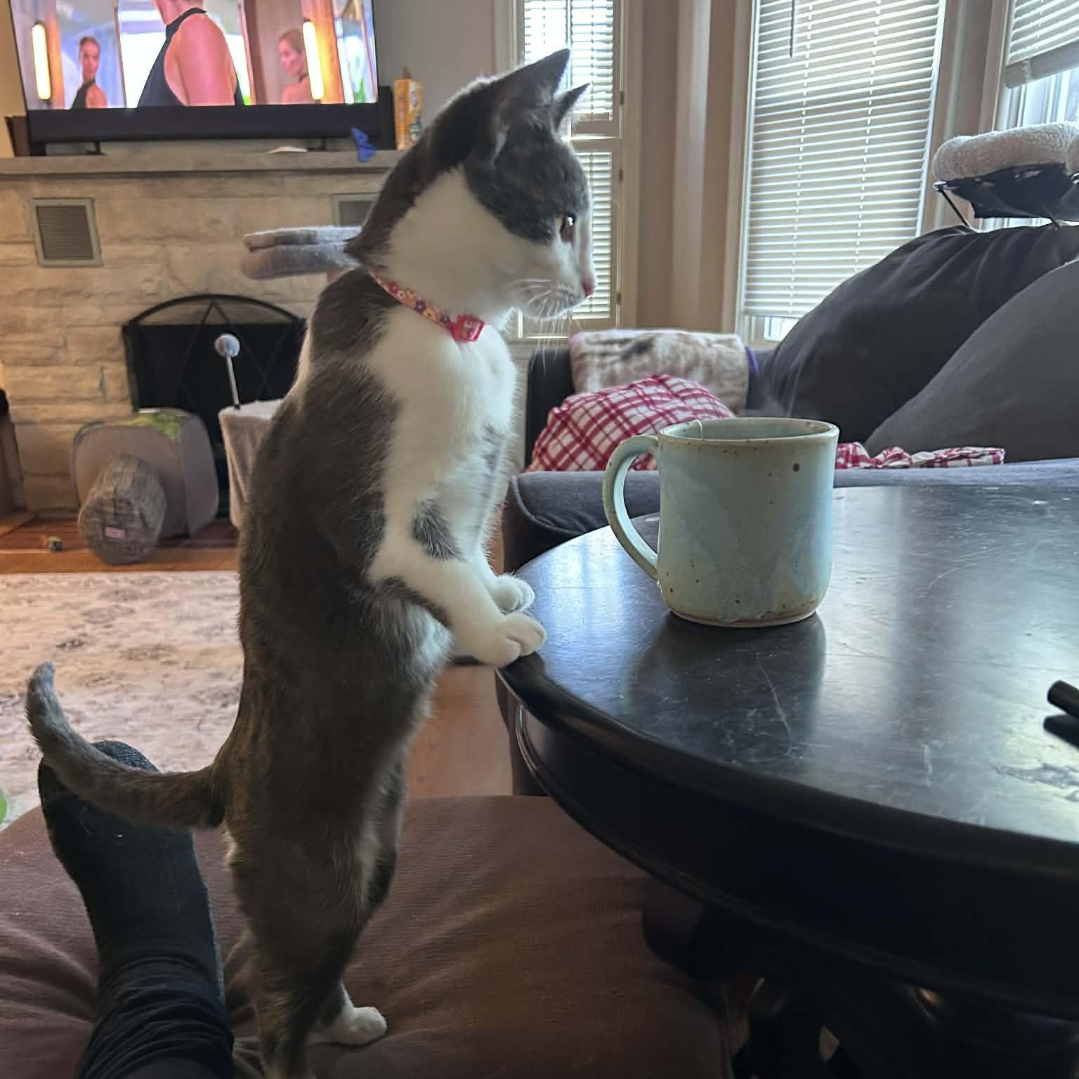 Enlarge Tina , a ADOPTABLE Domestic Medium Hair in Westland, MI image 3/6