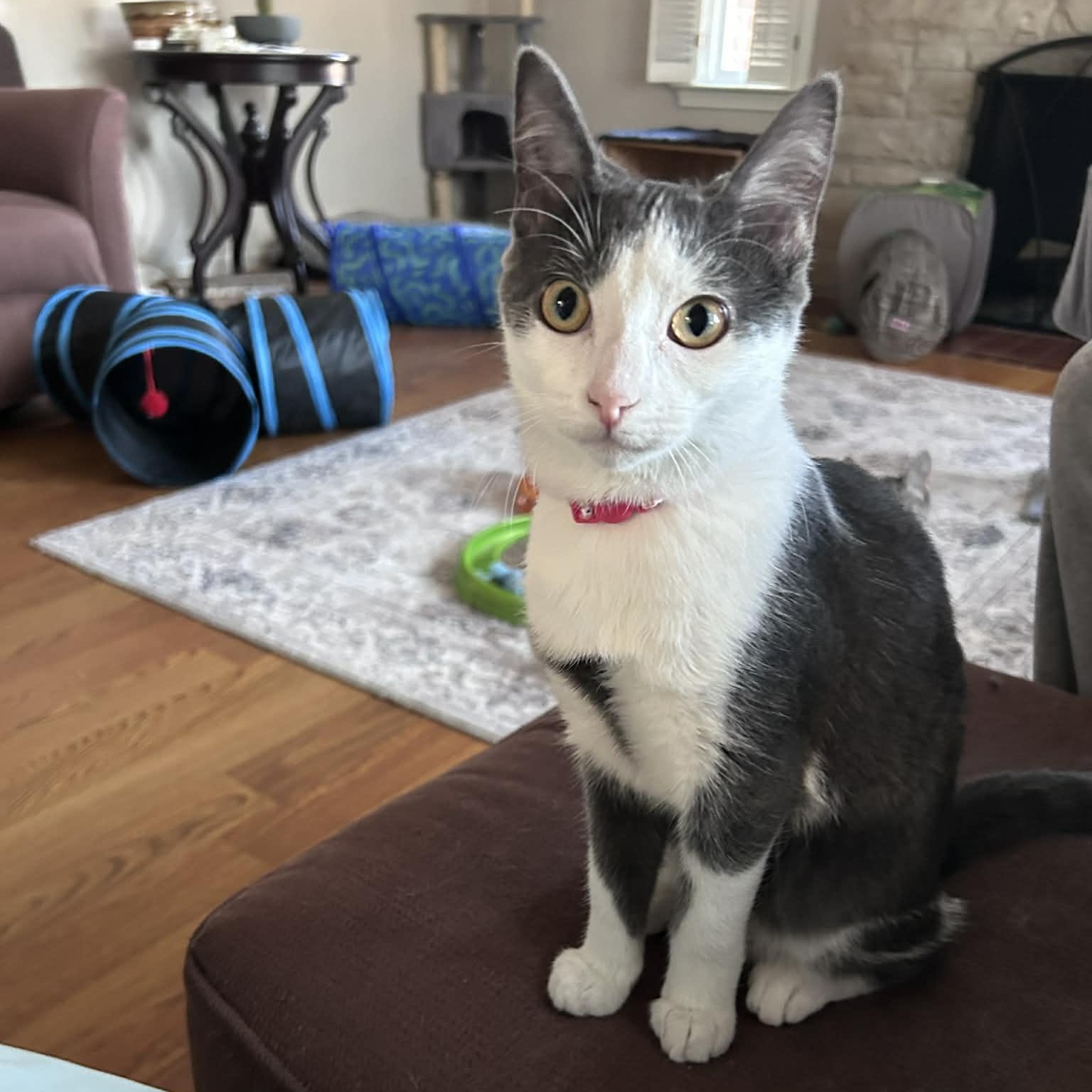 Enlarge Tina , a ADOPTABLE Domestic Medium Hair in Westland, MI image 2/6