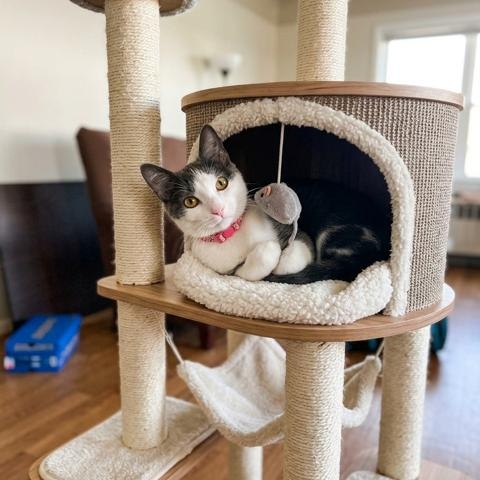 Enlarge Tina , a ADOPTABLE Domestic Medium Hair in Westland, MI image 6/6
