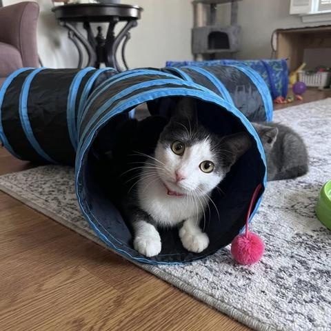 Enlarge Tina , a ADOPTABLE Domestic Medium Hair in Westland, MI image 1/6