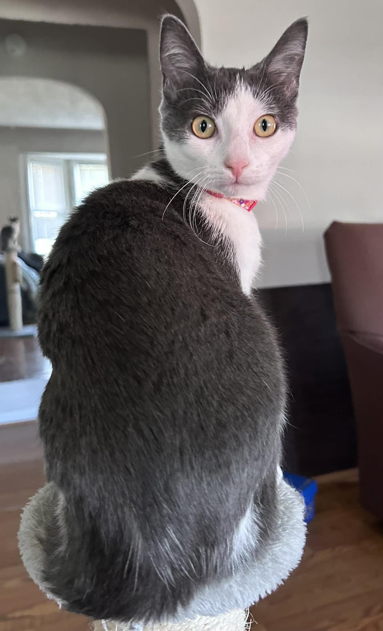 Enlarge Tina , a ADOPTABLE Domestic Medium Hair in Westland, MI image 4/6