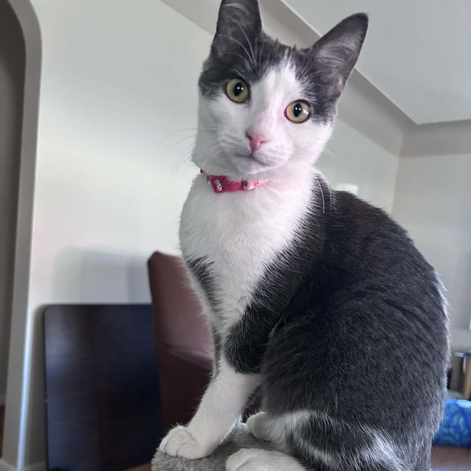 Enlarge Tina , a ADOPTABLE Domestic Medium Hair in Westland, MI image 5/6