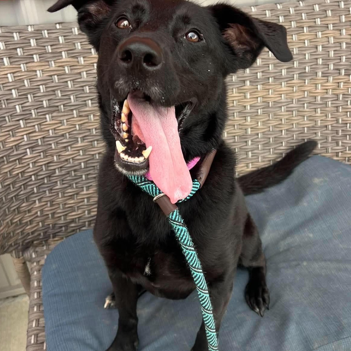 Enlarge Pria, a Adopted Black Labrador Retriever in Minooka, IL image 1/4