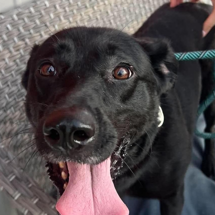 Enlarge Pria, a Adopted Black Labrador Retriever in Minooka, IL image 2/4