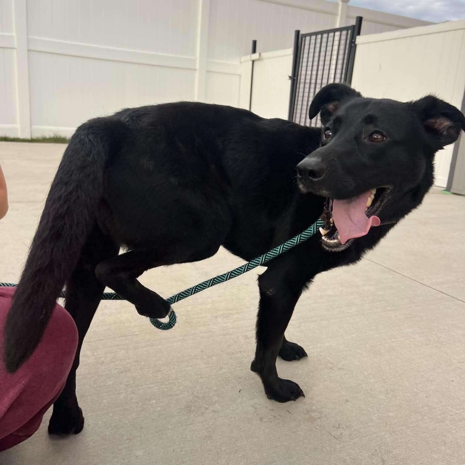 Enlarge Pria, a Adopted Black Labrador Retriever in Minooka, IL image 4/4
