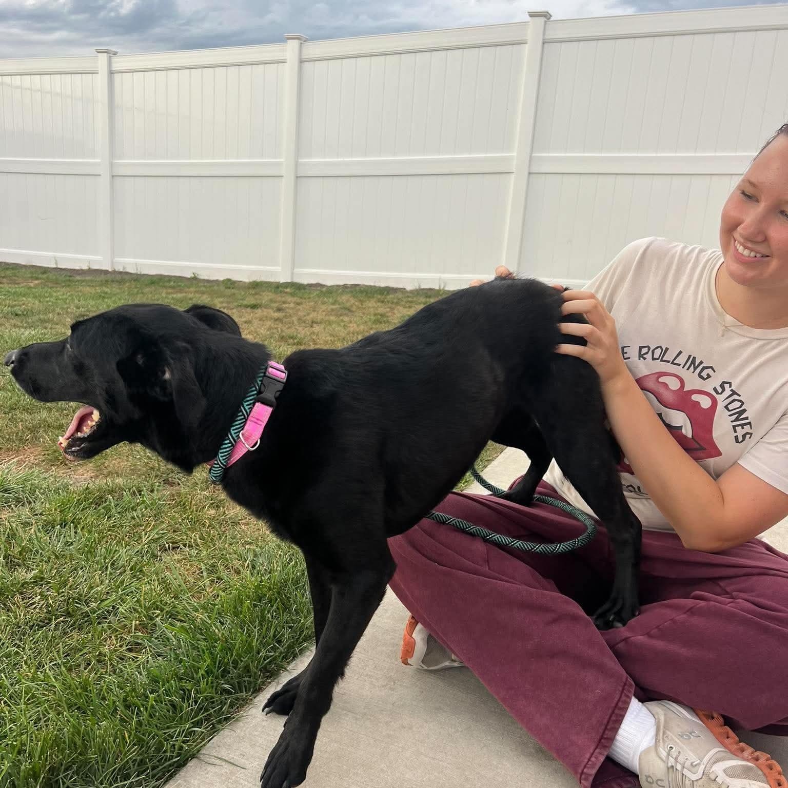 Enlarge Pria, a Adopted Black Labrador Retriever in Minooka, IL image 3/4