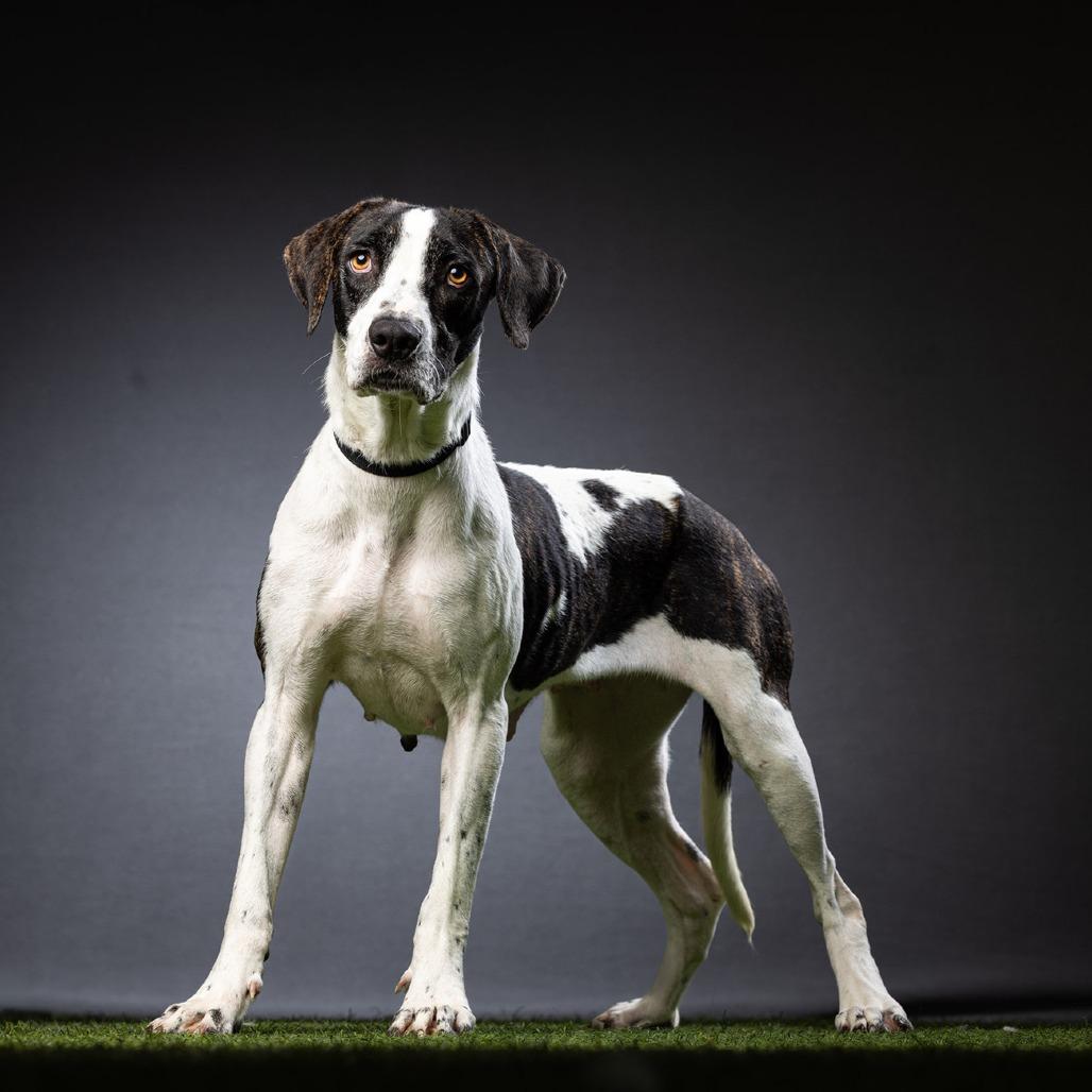 Jasmine — thumbnail 3