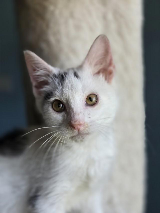 Stormie, ADOPTABLE, Kitten Female Domestic Short Hair.