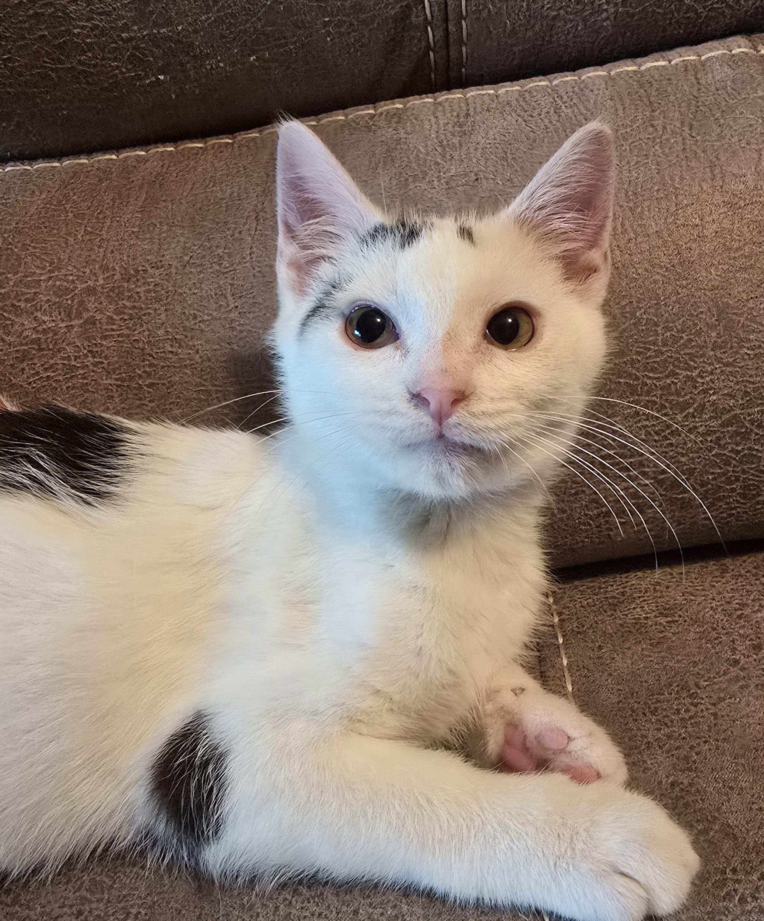 Stormie, ADOPTABLE, Kitten Female Domestic Short Hair.