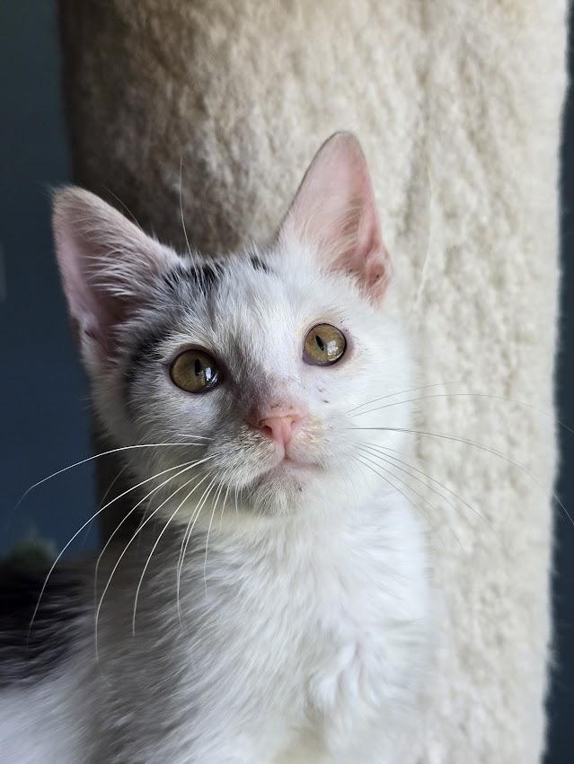 Stormie, a ADOPTABLE Domestic Short Hair in Wilmington, NC image 2/2