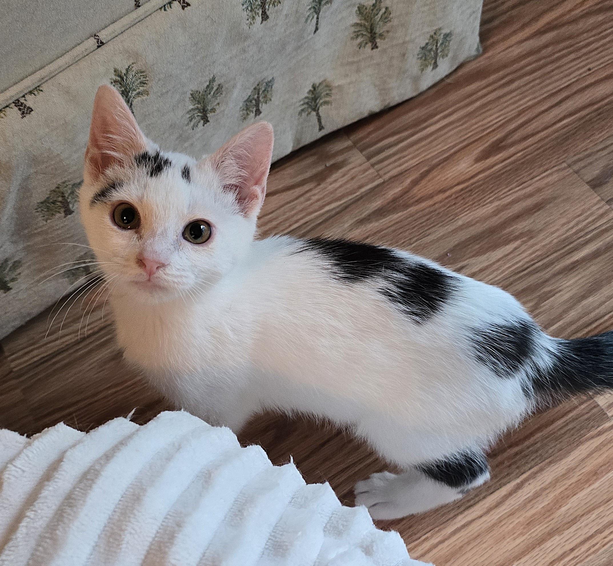 Enlarge Stormie, a ADOPTABLE Domestic Short Hair in Wilmington, NC image 2/4