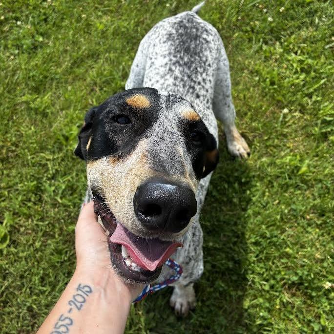 Copper, Adoptable, Adult Male Bluetick Coonhound.