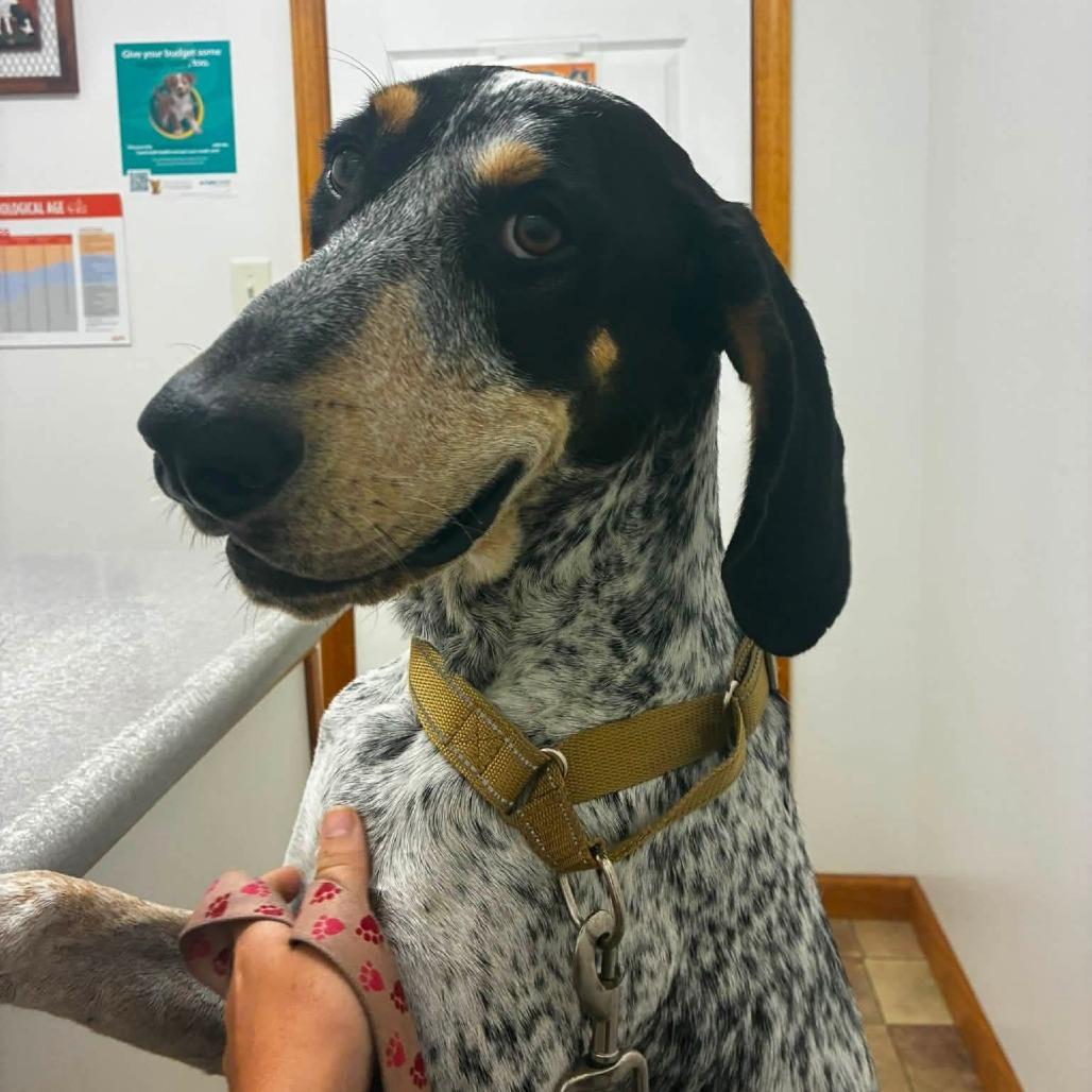 Enlarge Copper, a Adoptable Bluetick Coonhound in Brooksville, KY image 2/2