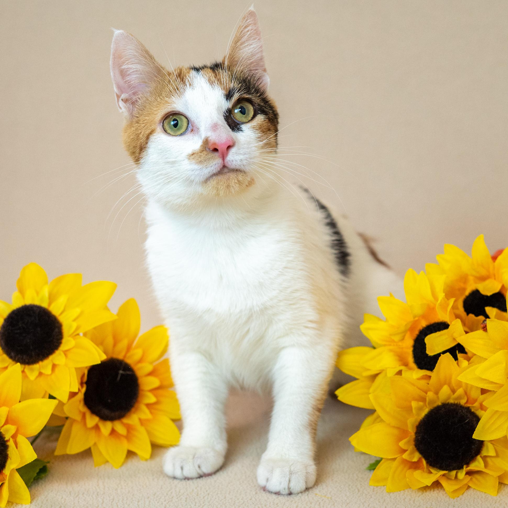 Gizmo, Adoptable, Young Female Domestic Short Hair.