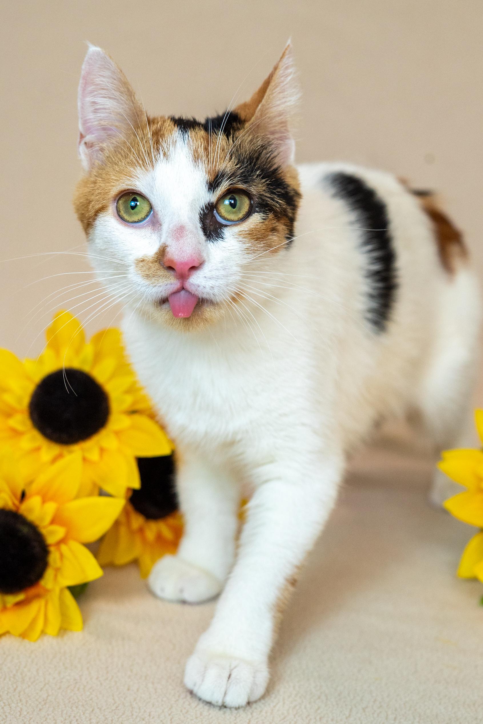 Enlarge Gizmo, a Adoptable Domestic Short Hair in North Babylon, NY image 3/6