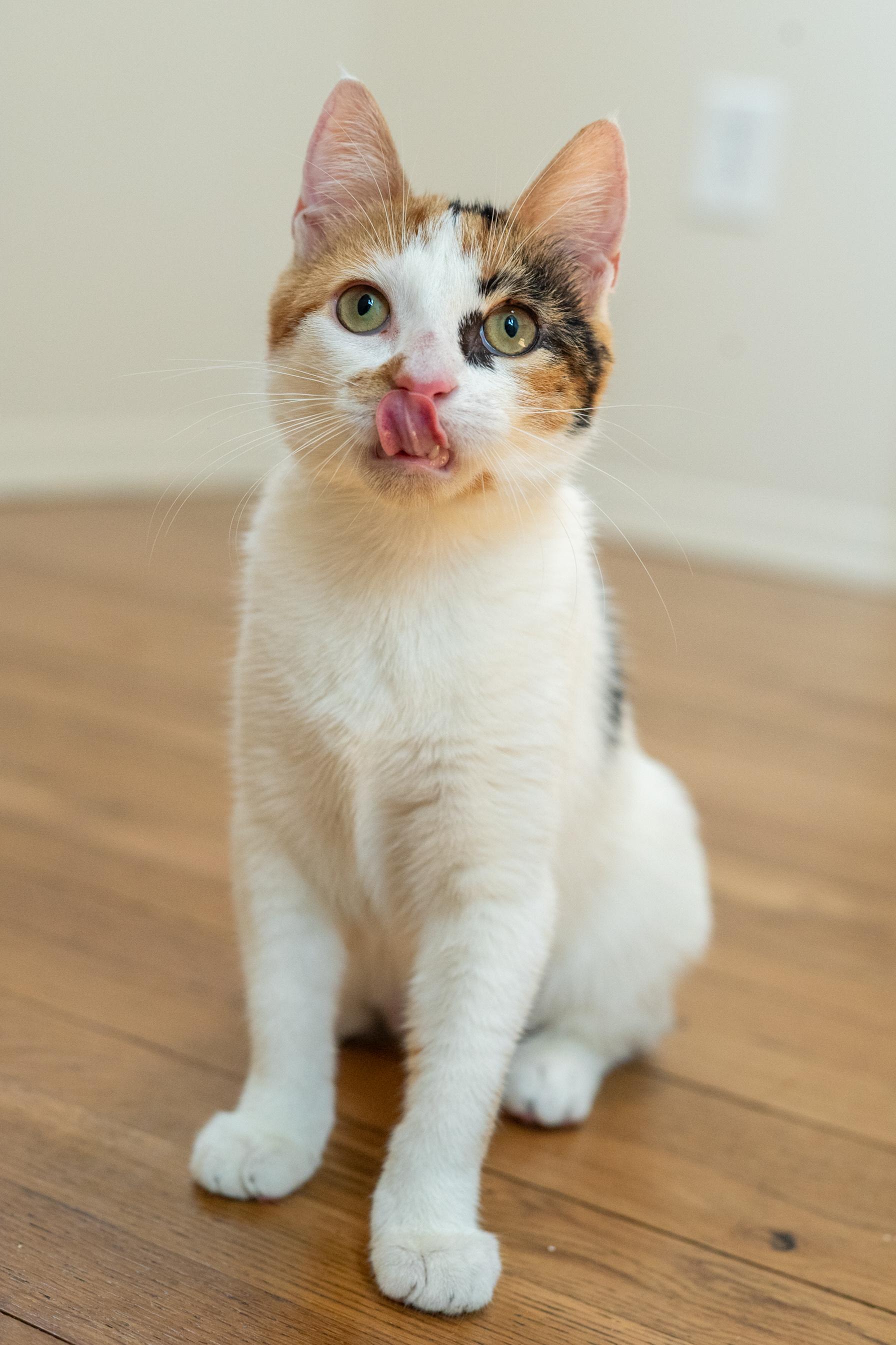 Enlarge Gizmo, a Adoptable Domestic Short Hair in North Babylon, NY image 4/6